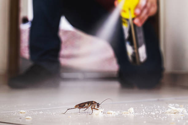 Best Emergency Pest Control  in Wright, FL